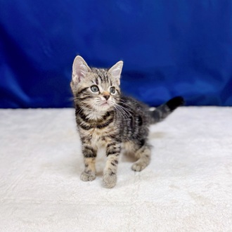 愛知県のアメリカンショートヘアー (犬の家＆猫の里一宮店/2025年9月1日生まれ/男の子/ブラウンタビー)の子猫の4枚目の画像