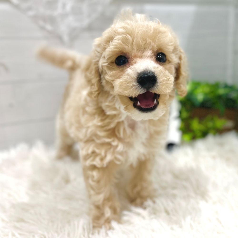 愛知県のビションプー(ビションフリーゼ×プードル) (犬の家＆猫の里豊田店/2025年10月4日生まれ/男の子/レッドホワイト)の子犬の4枚目の画像