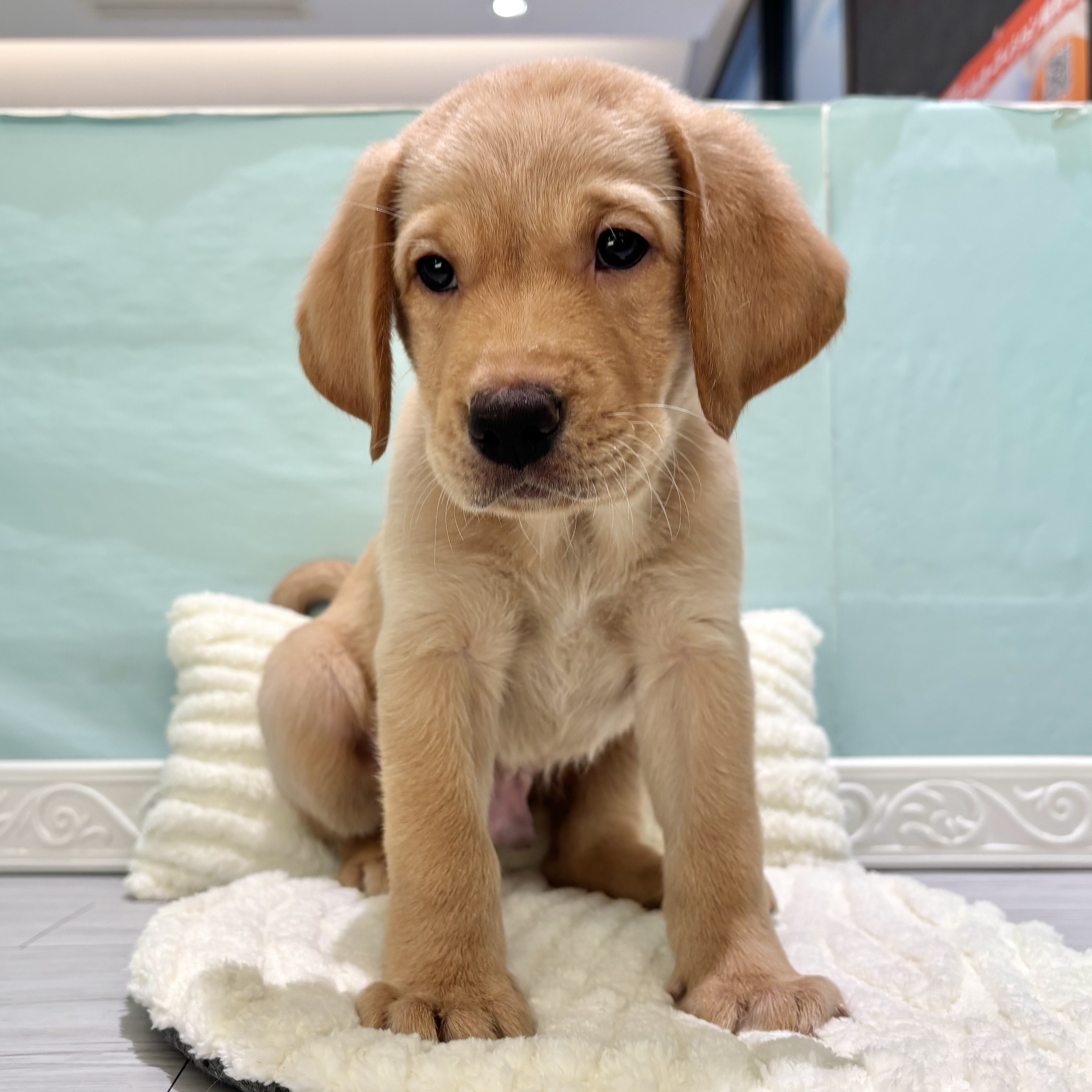 愛知県のラブラドールレトリーバー (犬の家＆猫の里春日井本店/2025年10月4日生まれ/男の子/イエロー)の子犬の4枚目の画像