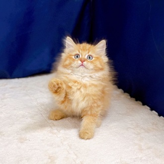 愛知県のミヌエット (犬の家＆猫の里一宮店/2025年9月2日生まれ/男の子/レッドマッカレルタビー)の子猫の4枚目の画像