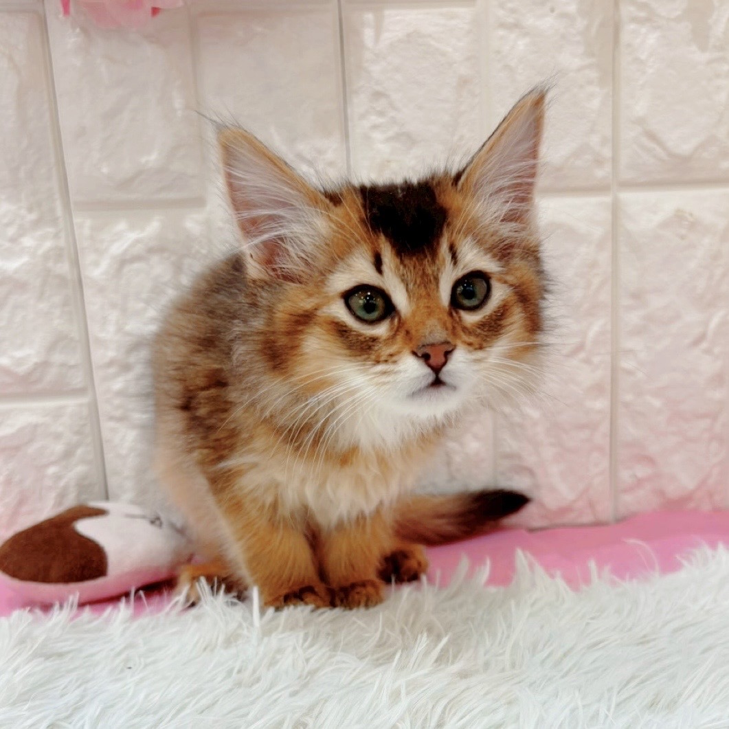 岡山県のソマリ (犬の家＆猫の里倉敷店/2026年1月12日生まれ/男の子/ルディ)の子猫の4枚目の画像