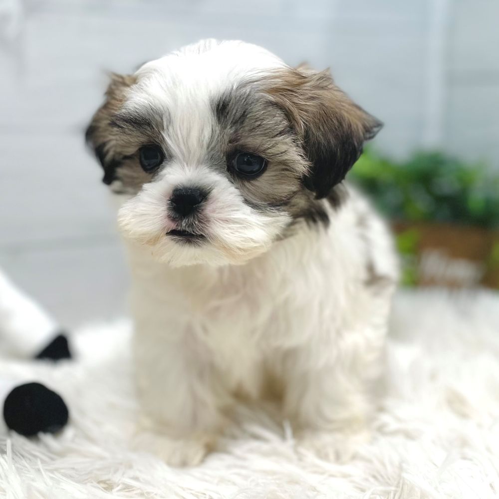 愛知県のマルズー/マルシーズ(マルチーズ×シーズー) (犬の家＆猫の里豊田店/2025年10月8日生まれ/男の子/ホワイトゴールド)の子犬の4枚目の画像
