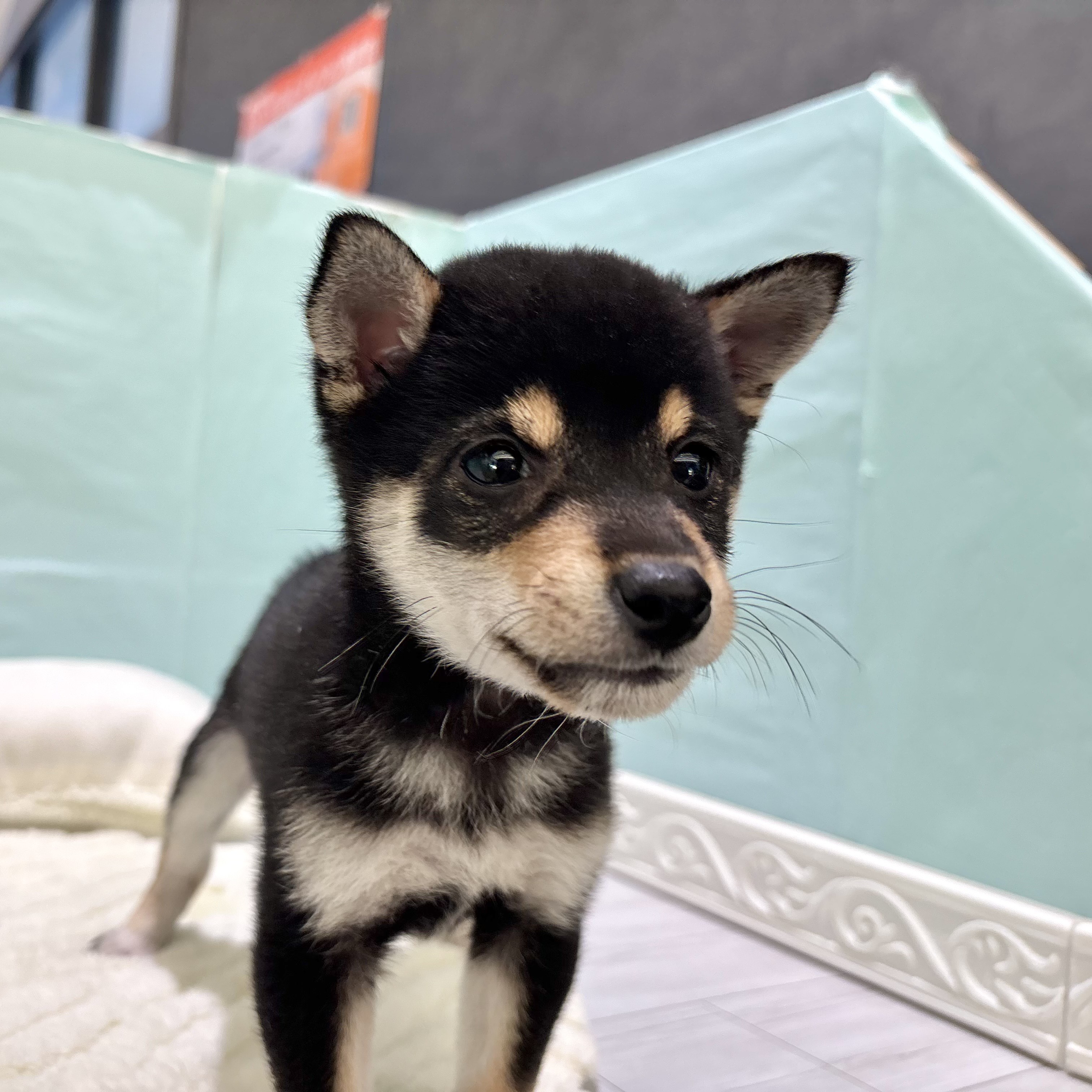 愛知県の豆柴 (犬の家＆猫の里春日井本店/2025年9月29日生まれ/男の子/黒)の子犬の4枚目の画像