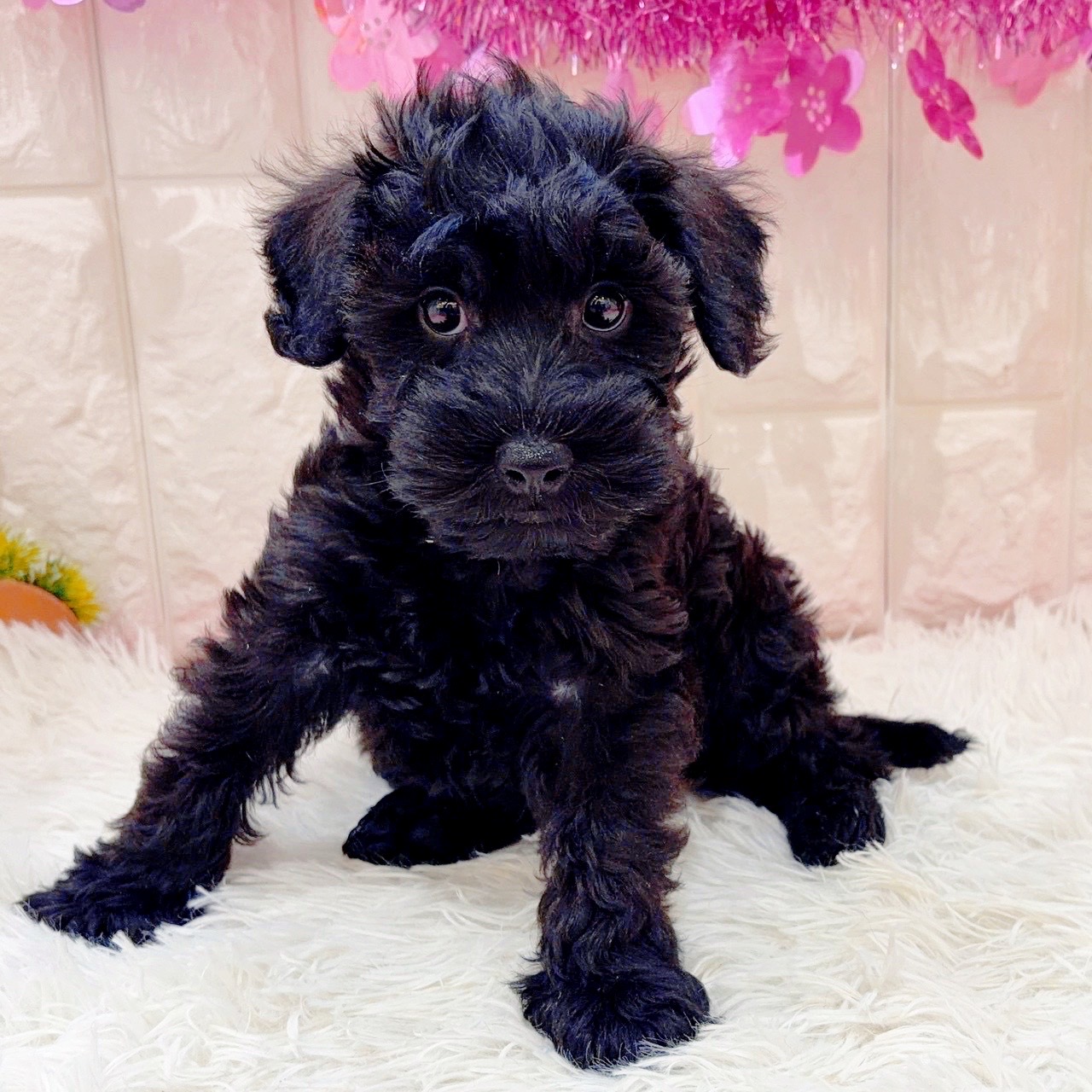 岡山県のシュナプー(シュナウザー×プードル) (犬の家＆猫の里倉敷店/2026年1月22日生まれ/男の子/ブラック)の子犬の4枚目の画像