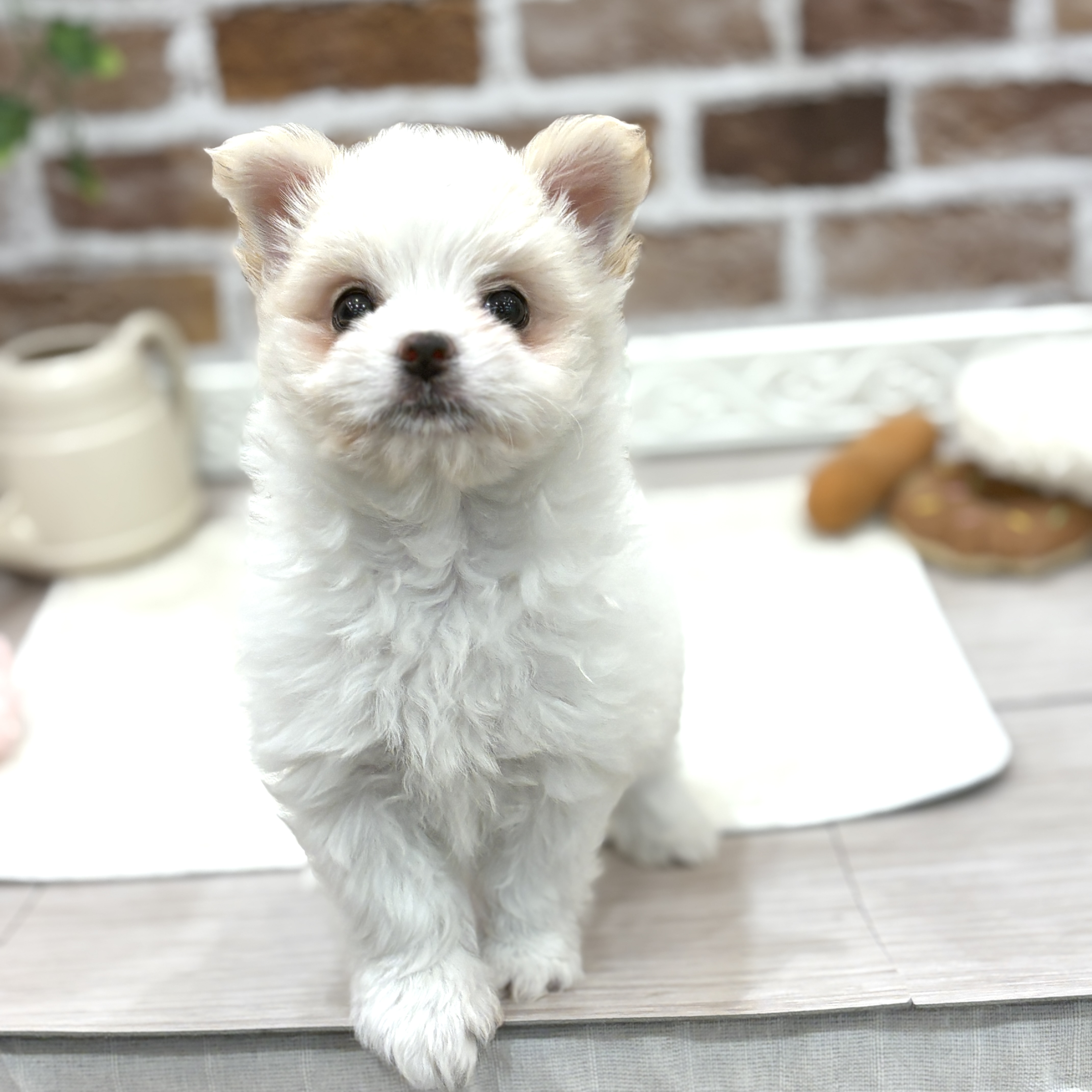 三重県のポメマル/マルポメ(ポメラニアン×マルチーズ) (犬の家＆猫の里三重桑名店/2026年4月9日生まれ/女の子/パーティーカラー)の子犬の4枚目の画像