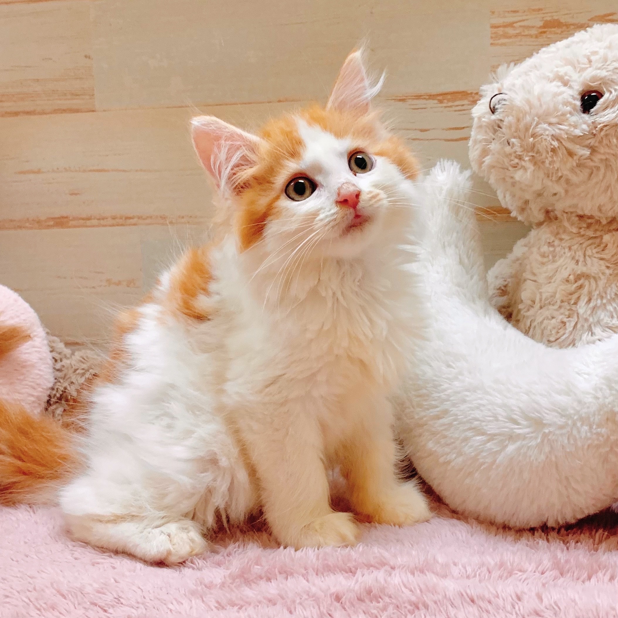 兵庫県のメインクーン (犬の家＆猫の里神戸店/2025年6月20日生まれ/女の子/レッドタビーホワイト)の子猫の4枚目の画像