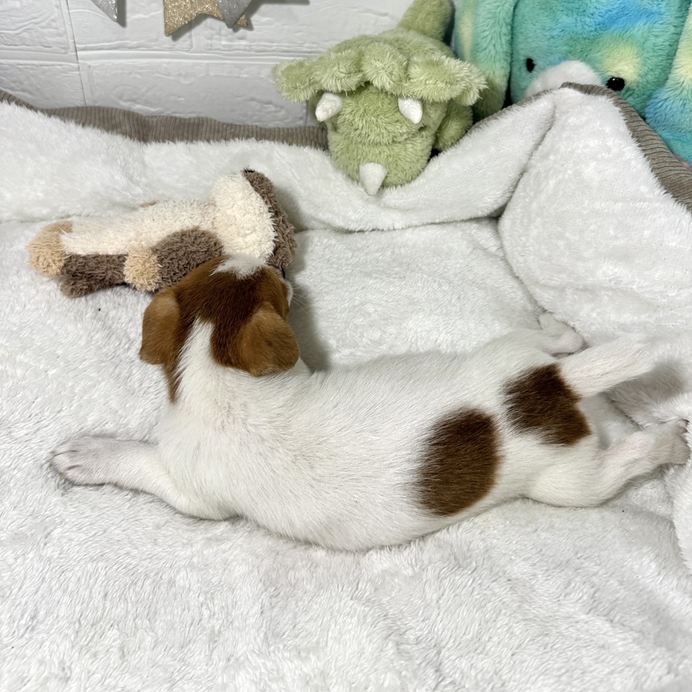 兵庫県のジャックラッセルテリア (犬の家＆猫の里ニッケパークタウン加古川店/2026年1月25日生まれ/女の子/ホワイトタン)の子犬の4枚目の画像