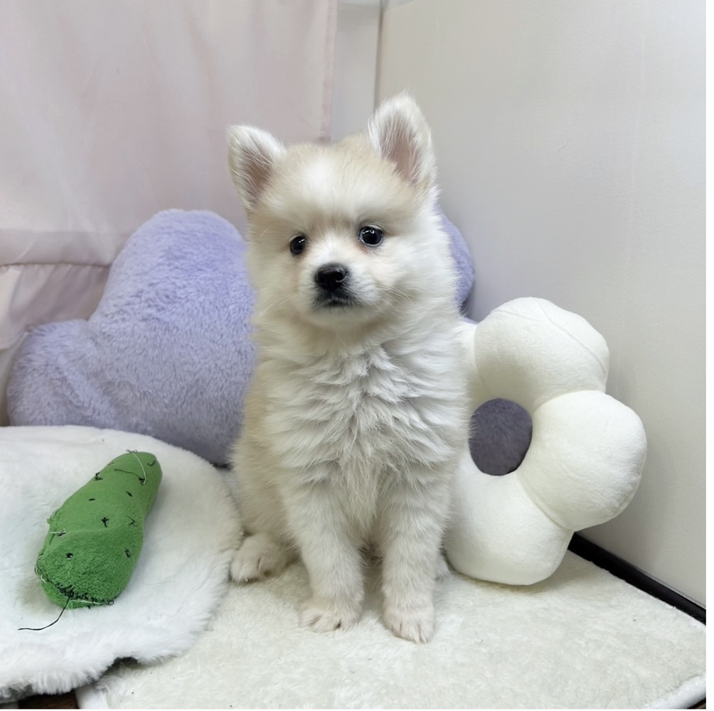 静岡県のハーフ犬・ミックス犬 (犬の家＆猫の里マークイズ静岡店/2026年6月12日生まれ/男の子/クリーム)の子犬の4枚目の画像