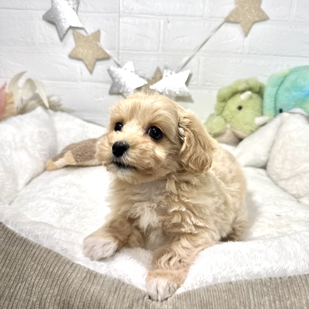 兵庫県のマルプー(マルチーズ×プードル) (犬の家＆猫の里ニッケパークタウン加古川店/2026年1月24日生まれ/女の子/クリーム)の子犬の4枚目の画像