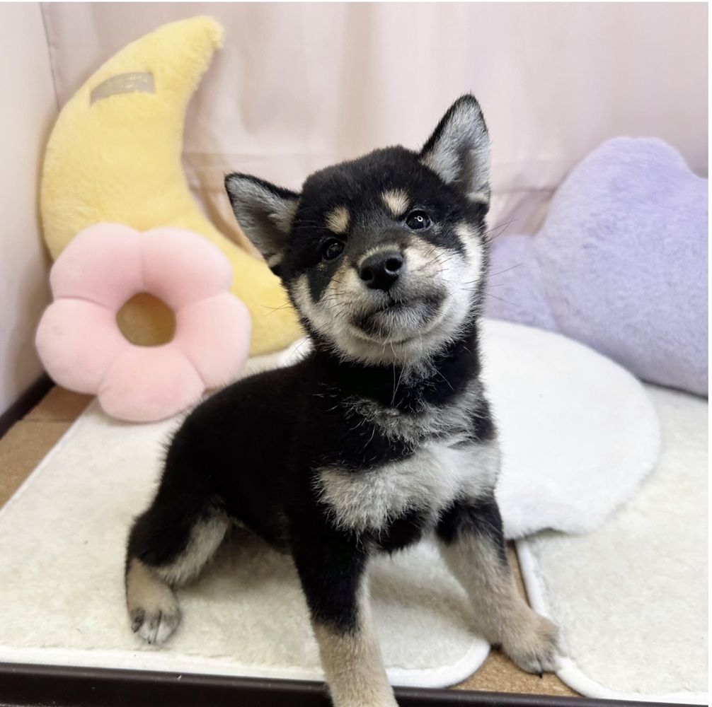 静岡県の柴犬(標準サイズ) (犬の家＆猫の里マークイズ静岡店/2026年6月21日生まれ/男の子/黒)の子犬の4枚目の画像