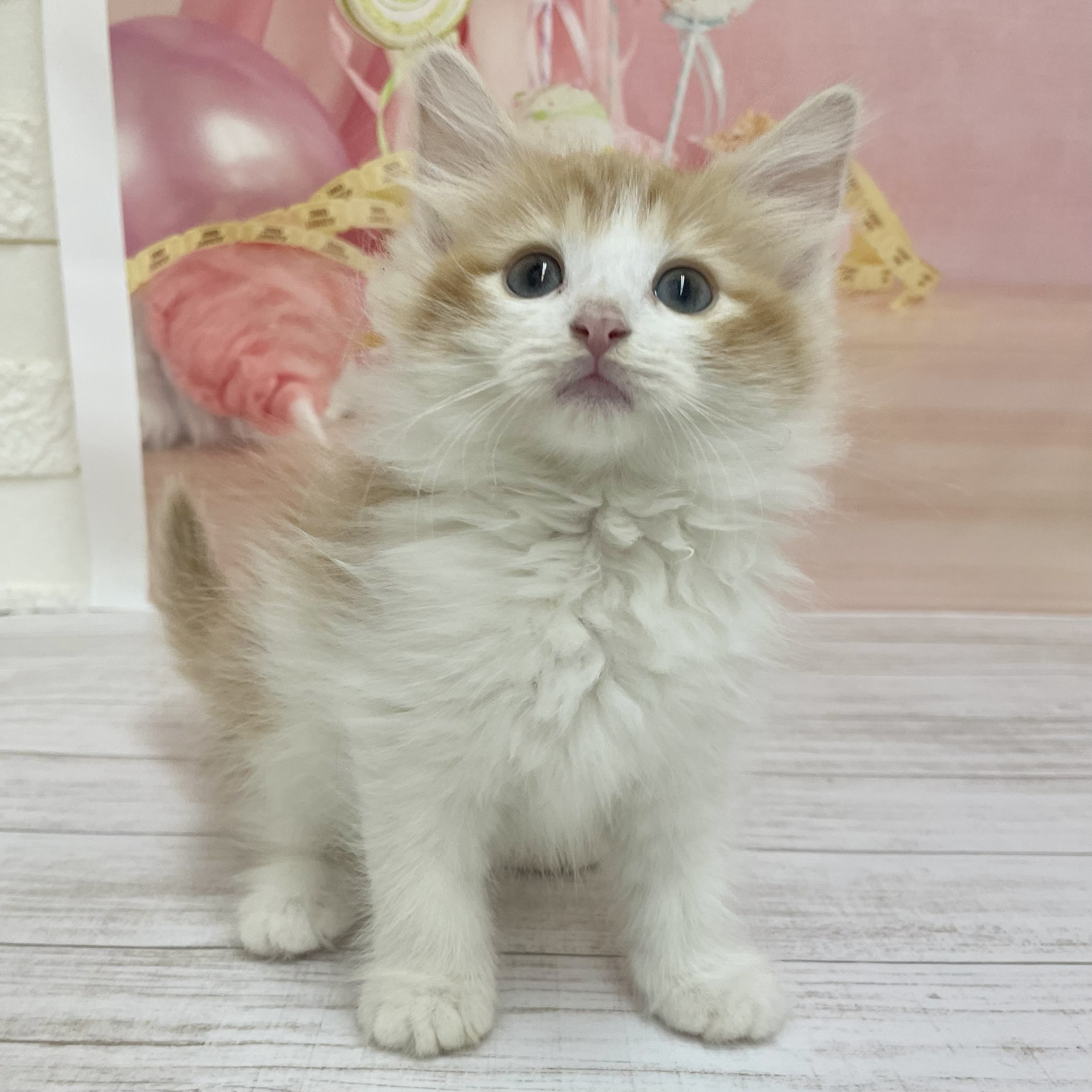 兵庫県のノルウェージャンフォレストキャット (犬の家＆猫の里尼崎店/2026年8月12日生まれ/女の子/レッドタビーホワイト)の子猫の1枚目の画像