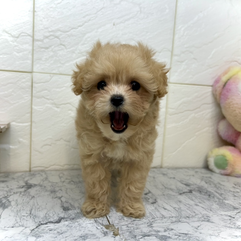 兵庫県のマルプー(マルチーズ×プードル) (犬の家＆猫の里ゆめタウン姫路店/2025年5月8日生まれ/女の子/アプリコットホワイト)の子犬の4枚目の画像