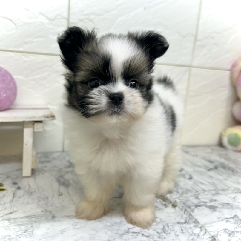 兵庫県のポメズー/ポメシーズ(ポメラニアン×シーズー) (犬の家＆猫の里ゆめタウン姫路店/2025年5月5日生まれ/男の子/レッドホワイト)の子犬の4枚目の画像