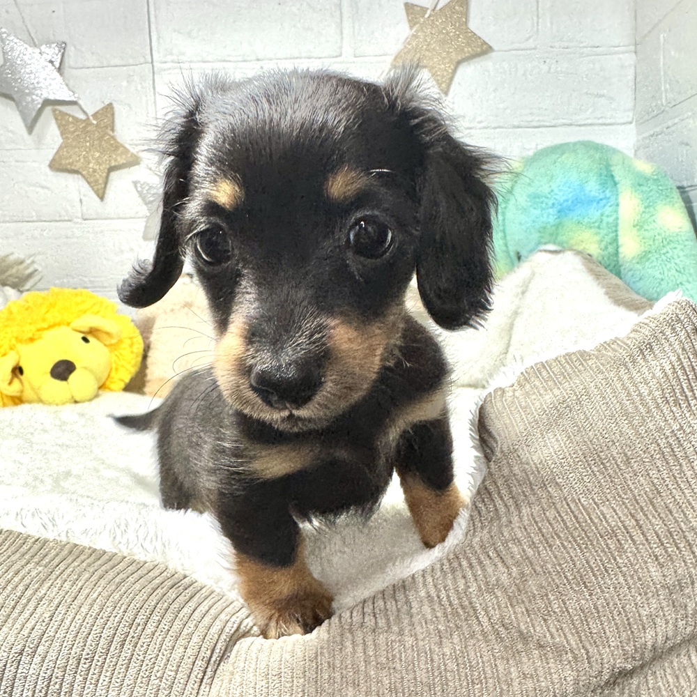 兵庫県のカニンヘンダックスフンド(ロング) (犬の家＆猫の里ニッケパークタウン加古川店/2026年1月18日生まれ/女の子/ブラックタン)の子犬の1枚目の画像