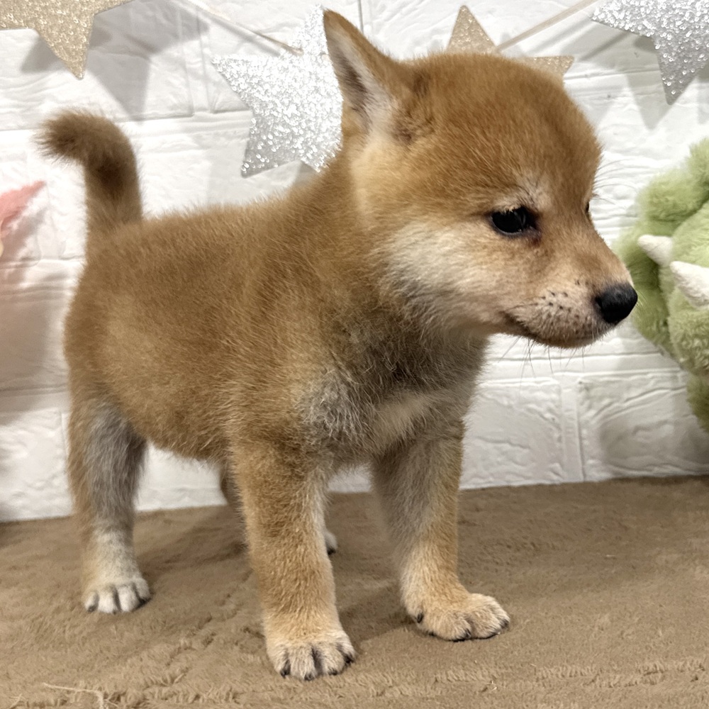 兵庫県の柴犬(標準サイズ) (犬の家＆猫の里ニッケパークタウン加古川店/2025年7月3日生まれ/女の子/赤)の子犬の4枚目の画像