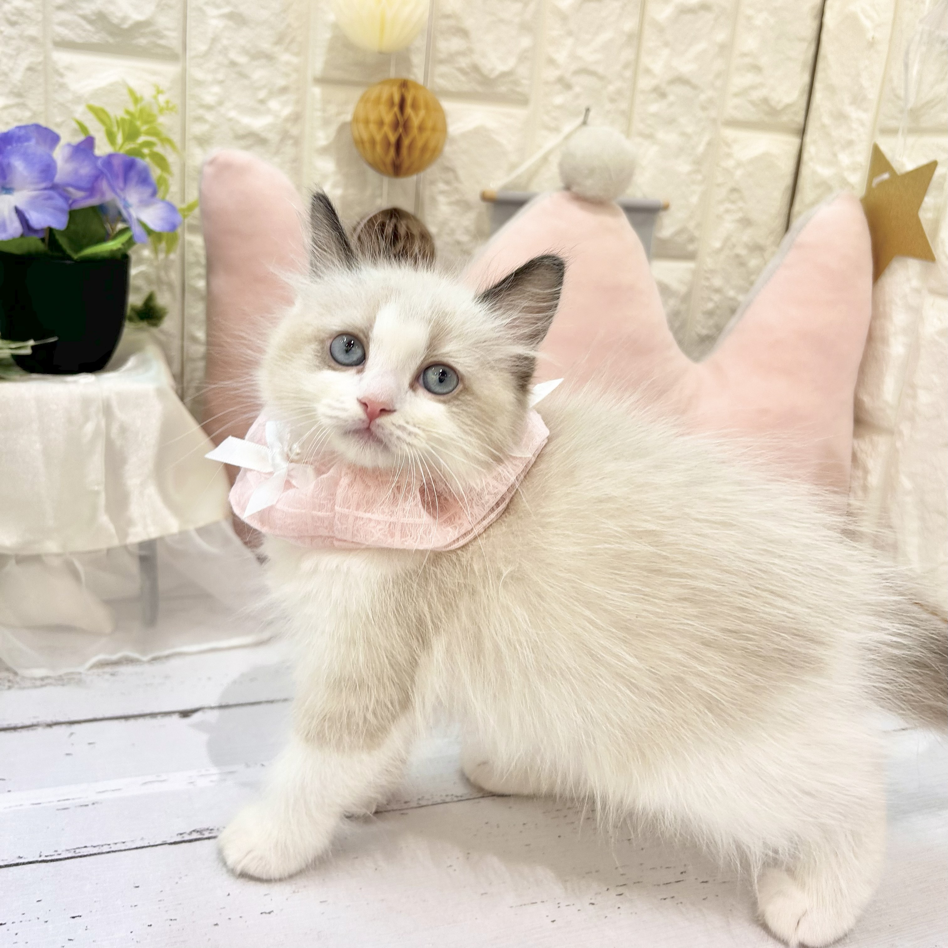 岡山県のラグドール (犬の家＆猫の里倉敷店/2025年6月11日生まれ/女の子/シールポイントバイカラー)の子猫の4枚目の画像