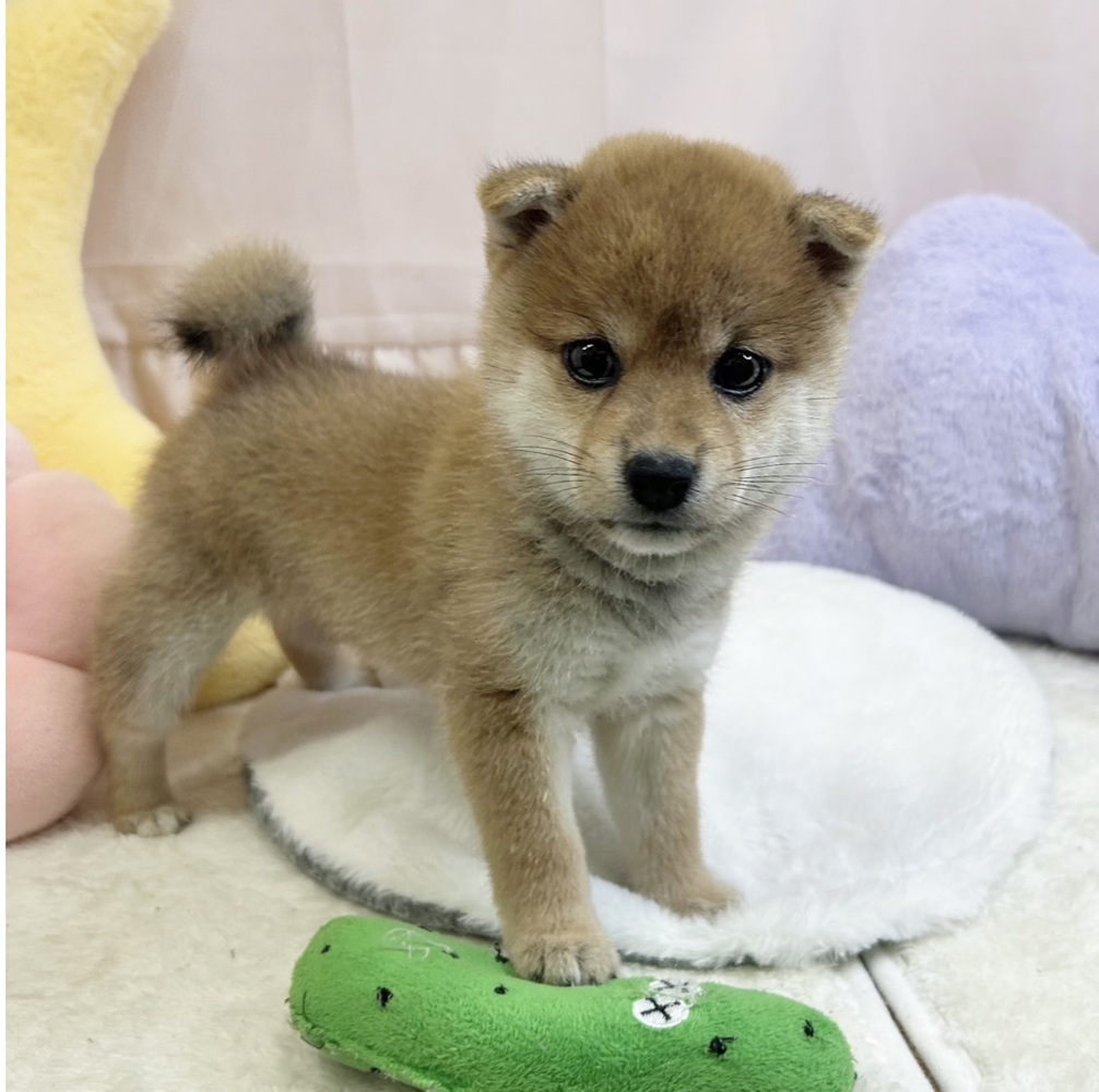 静岡県の豆柴 (犬の家＆猫の里マークイズ静岡店/2026年6月29日生まれ/女の子/赤)の子犬の4枚目の画像