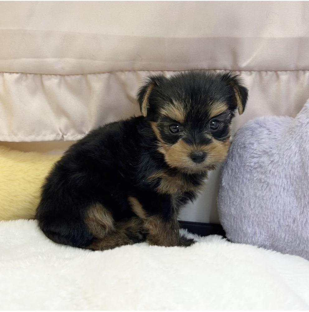 静岡県のヨークシャーテリア (犬の家＆猫の里マークイズ静岡店/2026年6月28日生まれ/女の子/スチールブルータン)の子犬の4枚目の画像