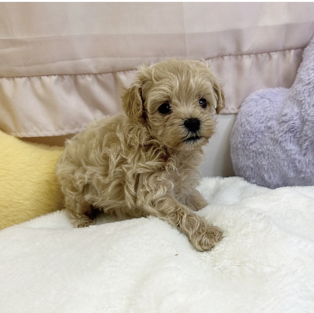 静岡県のマルプー(マルチーズ×プードル) (犬の家＆猫の里マークイズ静岡店/2026年6月27日生まれ/女の子/クリーム)の子犬の4枚目の画像