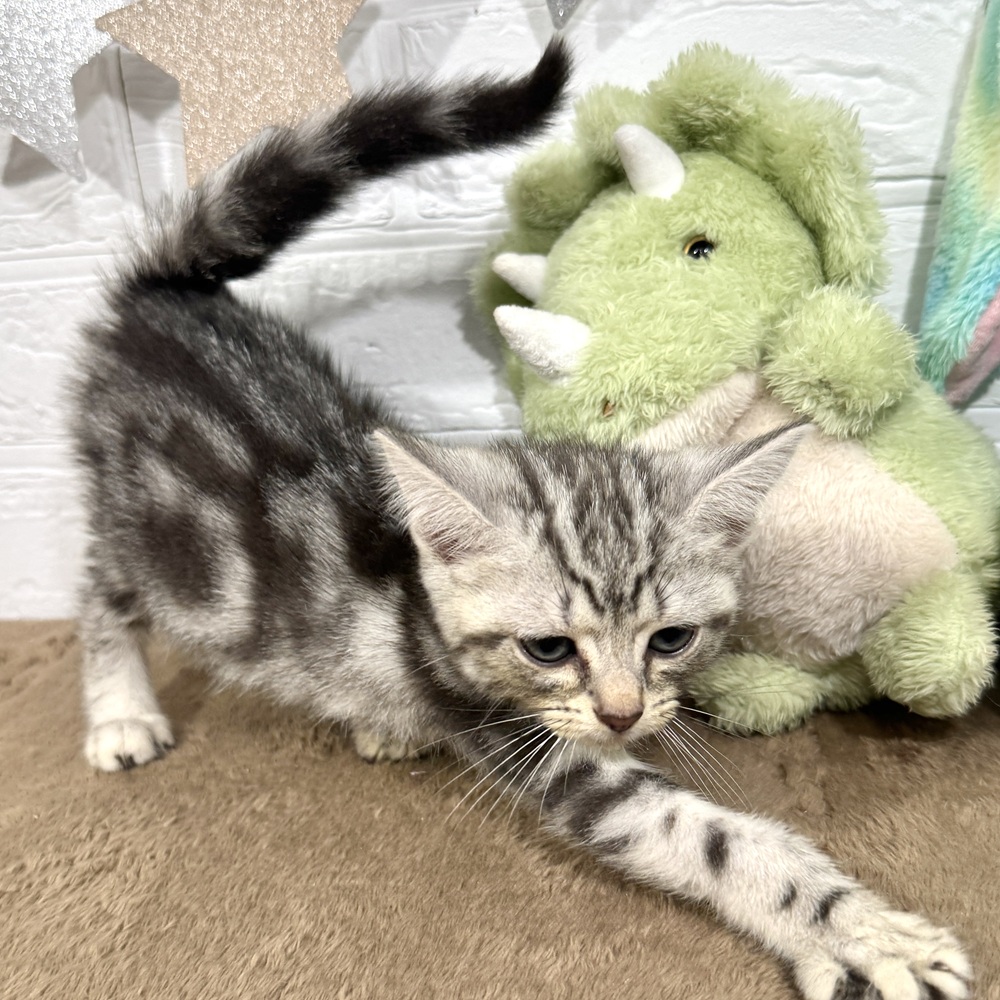 兵庫県のアメリカンショートヘアー (犬の家＆猫の里ニッケパークタウン加古川店/2025年7月1日生まれ/女の子/シルバータビー)の子猫の4枚目の画像