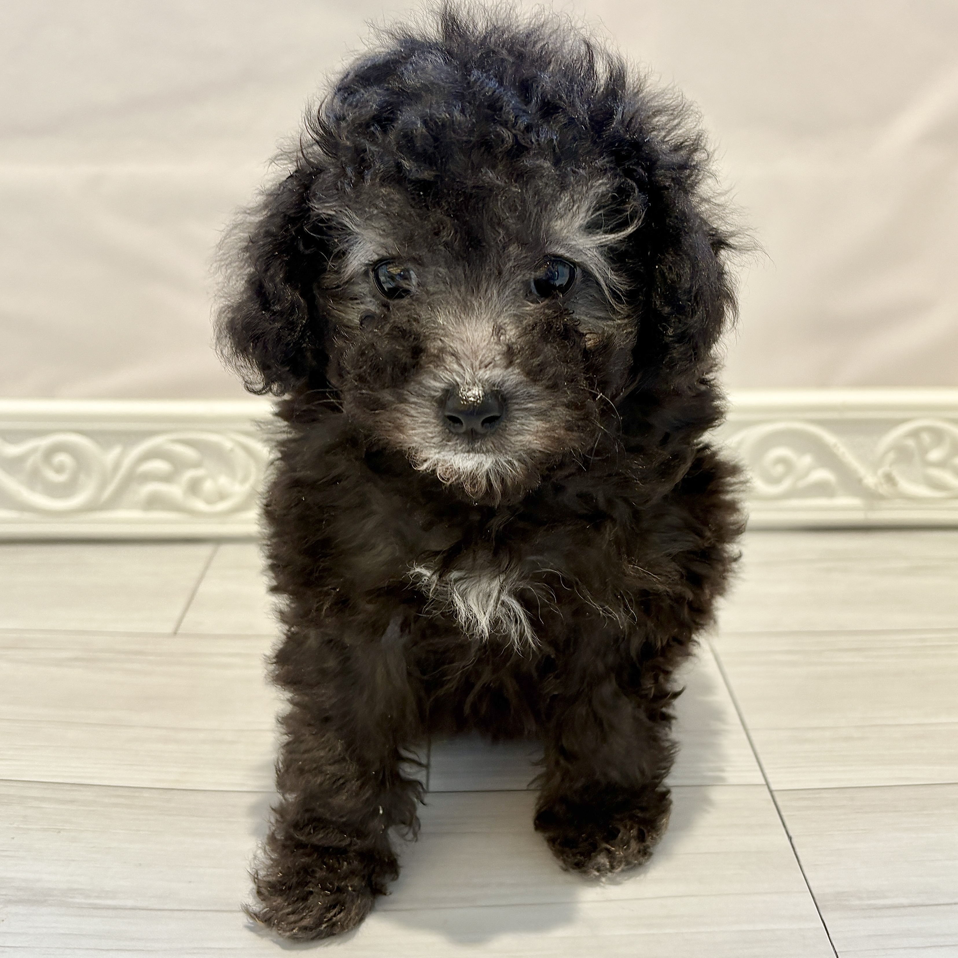 愛知県のトイプードル(トイ) (犬の家＆猫の里春日井本店/2025年11月24日生まれ/女の子/シルバー)の子犬の4枚目の画像