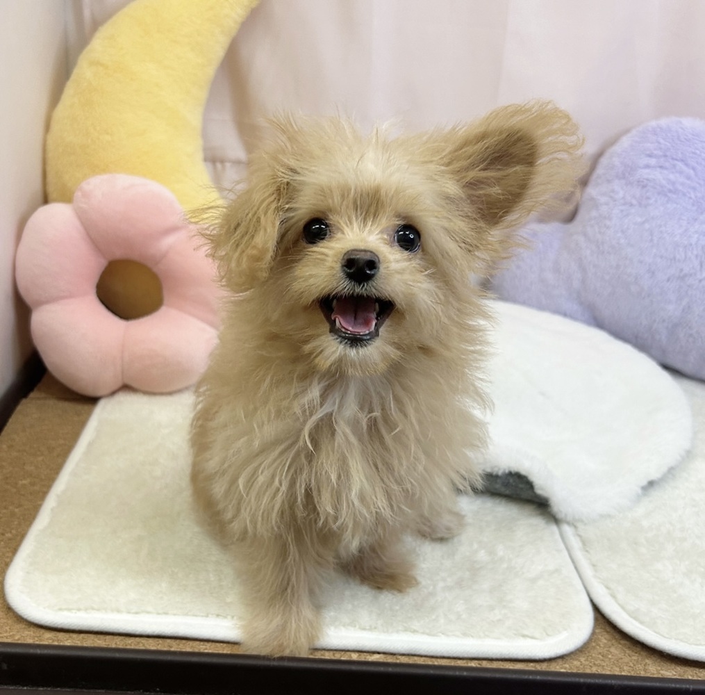 静岡県のチワプー/プーチー(チワワ×プードル) (犬の家＆猫の里マークイズ静岡店/2026年5月5日生まれ/女の子/クリーム)の子犬の1枚目の画像