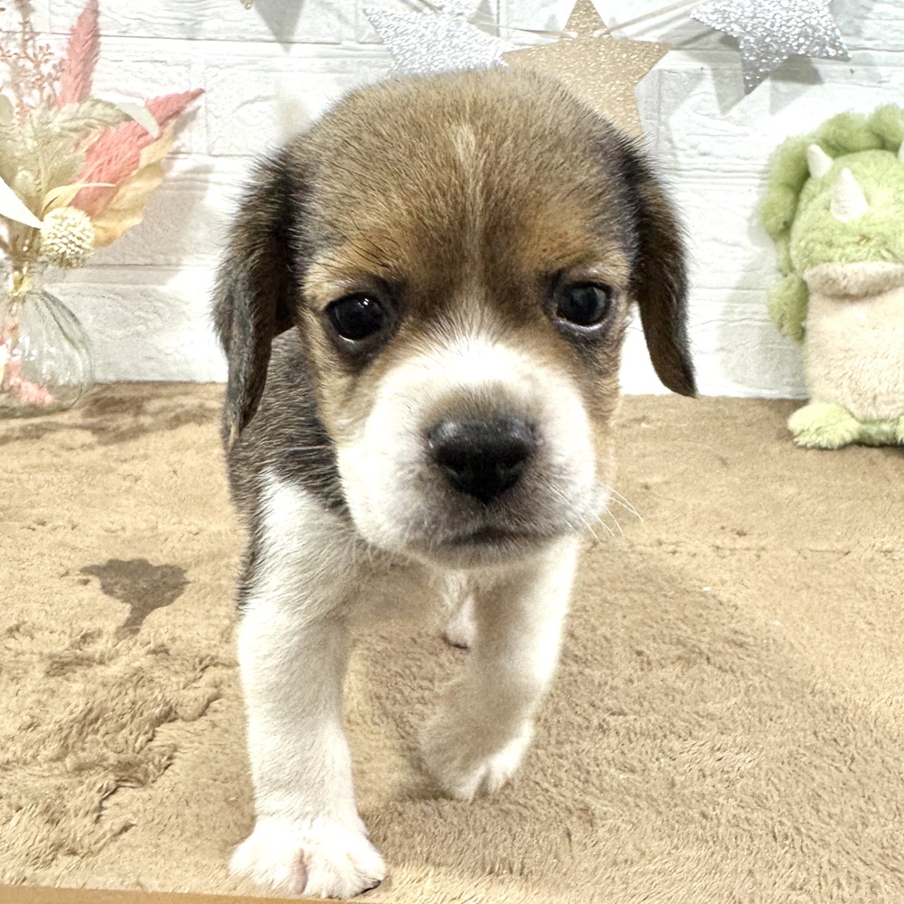 兵庫県のビーグル (犬の家＆猫の里ニッケパークタウン加古川店/2025年6月28日生まれ/男の子/ブラックタンホワイト)の子犬の4枚目の画像
