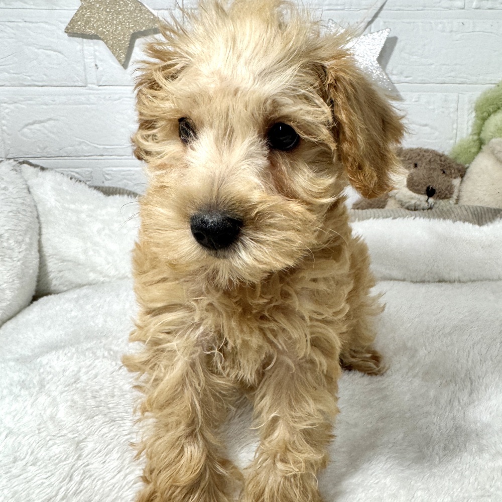 兵庫県のシュナプー(シュナウザー×プードル) (犬の家＆猫の里ニッケパークタウン加古川店/2026年1月22日生まれ/男の子/アプリコット)の子犬の4枚目の画像