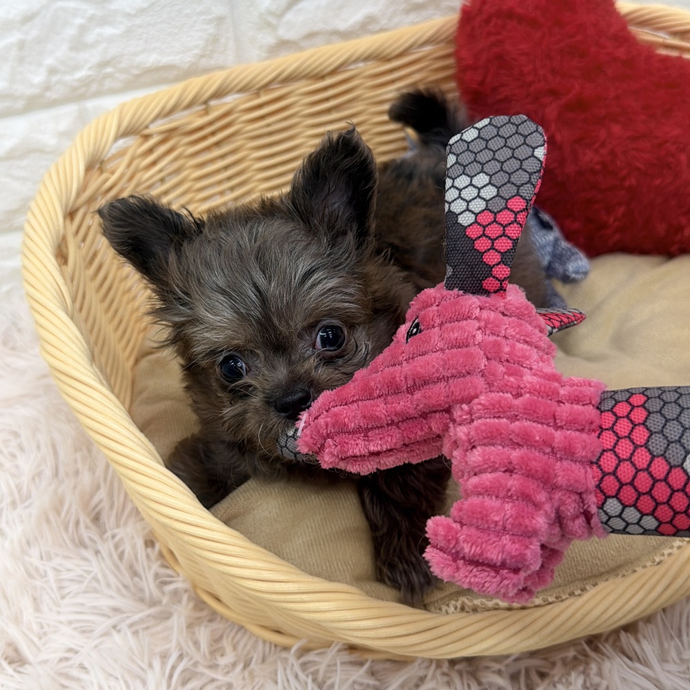 愛知県のチワプー/プーチー(チワワ×プードル) (犬の家＆猫の里MEGAドン・キホーテ東海名和店/2025年12月18日生まれ/男の子/レッドマール)の子犬の4枚目の画像