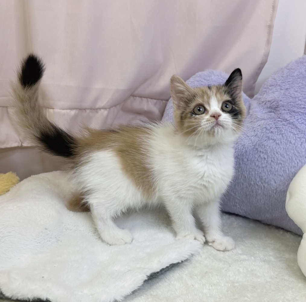 静岡県のスコティッシュストレート (犬の家＆猫の里マークイズ静岡店/2026年6月28日生まれ/女の子/キャリコ)の子猫の4枚目の画像