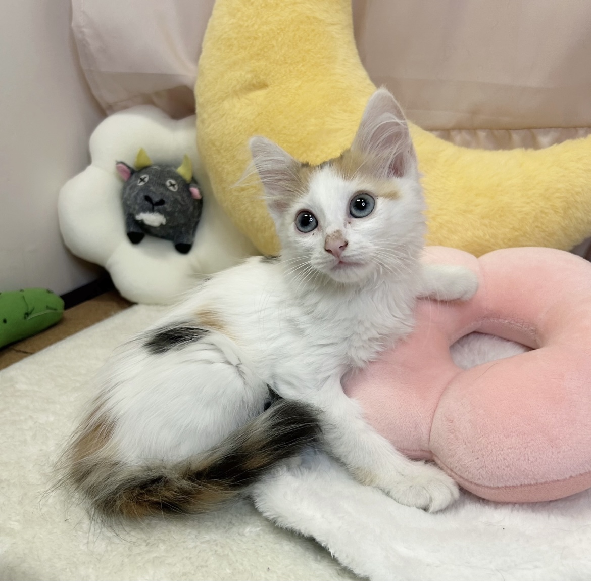 静岡県のノルウェージャンフォレストキャット (犬の家＆猫の里マークイズ静岡店/2026年6月27日生まれ/女の子/キャリコ)の子猫の4枚目の画像