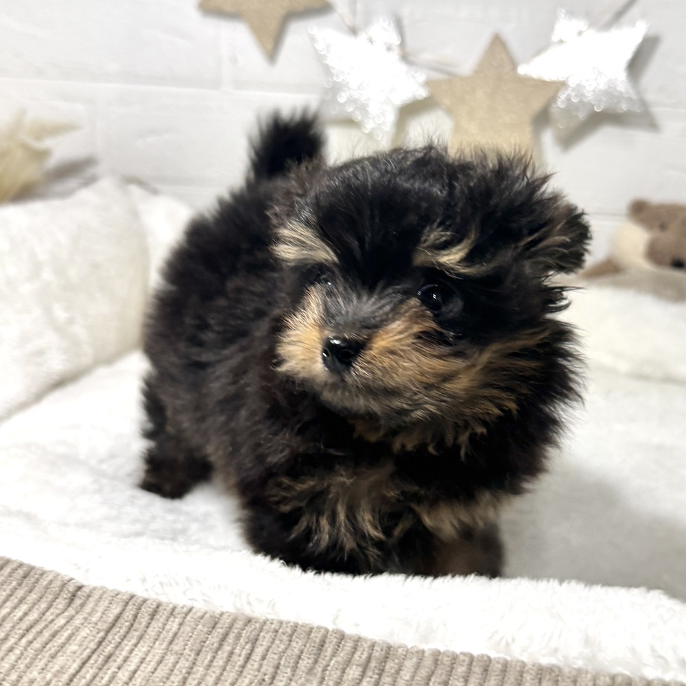 兵庫県のポメプー(ポメラニアン×プードル) (犬の家＆猫の里ニッケパークタウン加古川店/2026年1月28日生まれ/女の子/ブラックタン)の子犬の4枚目の画像