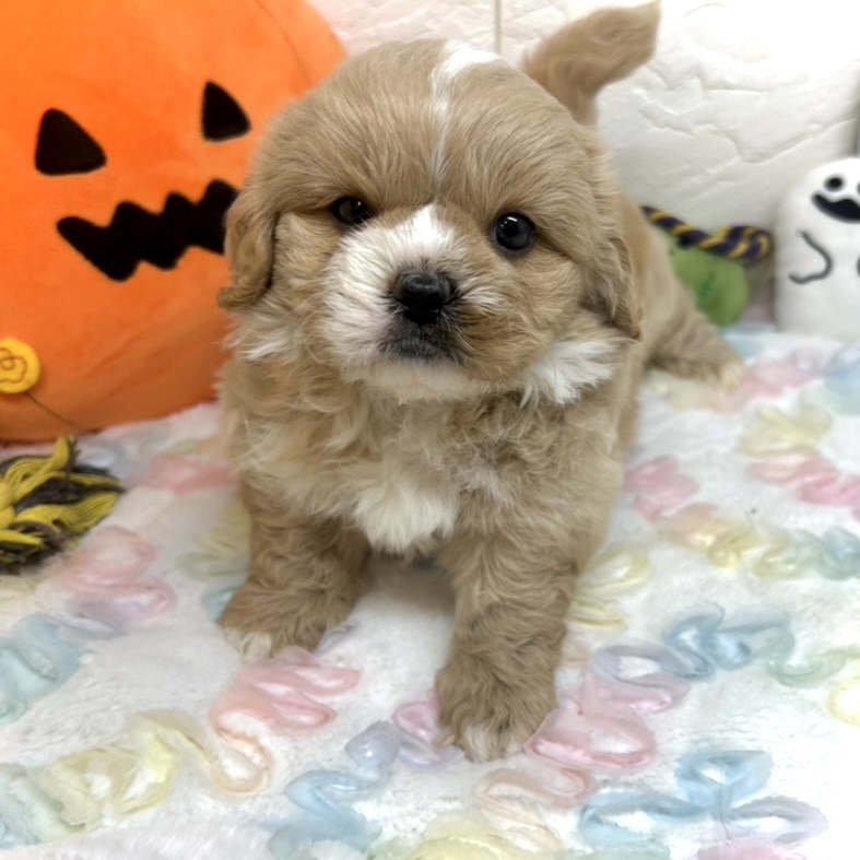 兵庫県のペキプー(ペキニーズ×プードル) (犬の家＆猫の里ゆめタウン姫路店/2025年8月1日生まれ/男の子/クリーム)の子犬の4枚目の画像