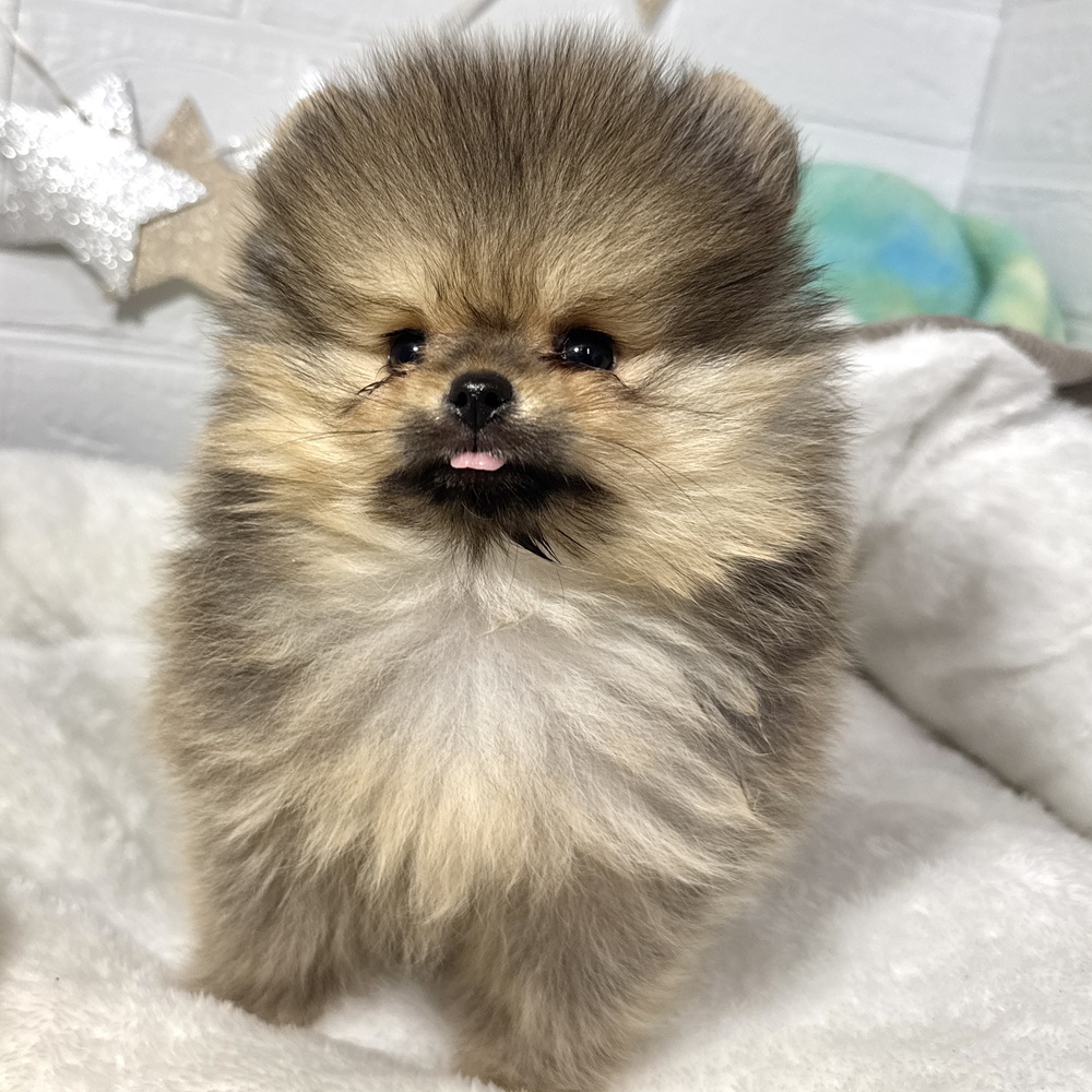 兵庫県のポメラニアン (犬の家＆猫の里ニッケパークタウン加古川店/2026年1月28日生まれ/女の子/オレンジセーブル)の子犬の4枚目の画像