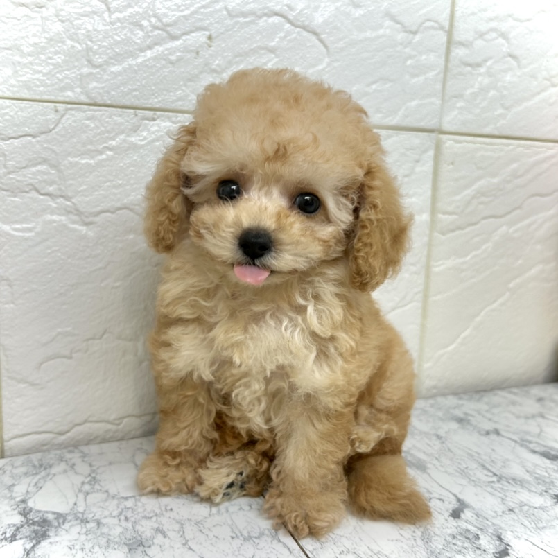 兵庫県のティーカッププードル (犬の家＆猫の里ゆめタウン姫路店/2025年5月17日生まれ/女の子/アプリコット)の子犬の4枚目の画像