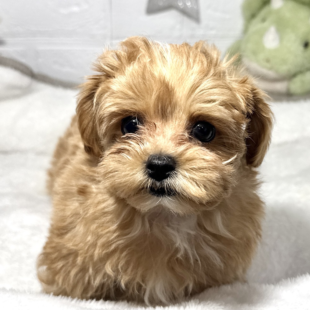 兵庫県のマルプー(マルチーズ×プードル) (犬の家＆猫の里ニッケパークタウン加古川店/2026年2月4日生まれ/女の子/アプリコットホワイト)の子犬の4枚目の画像