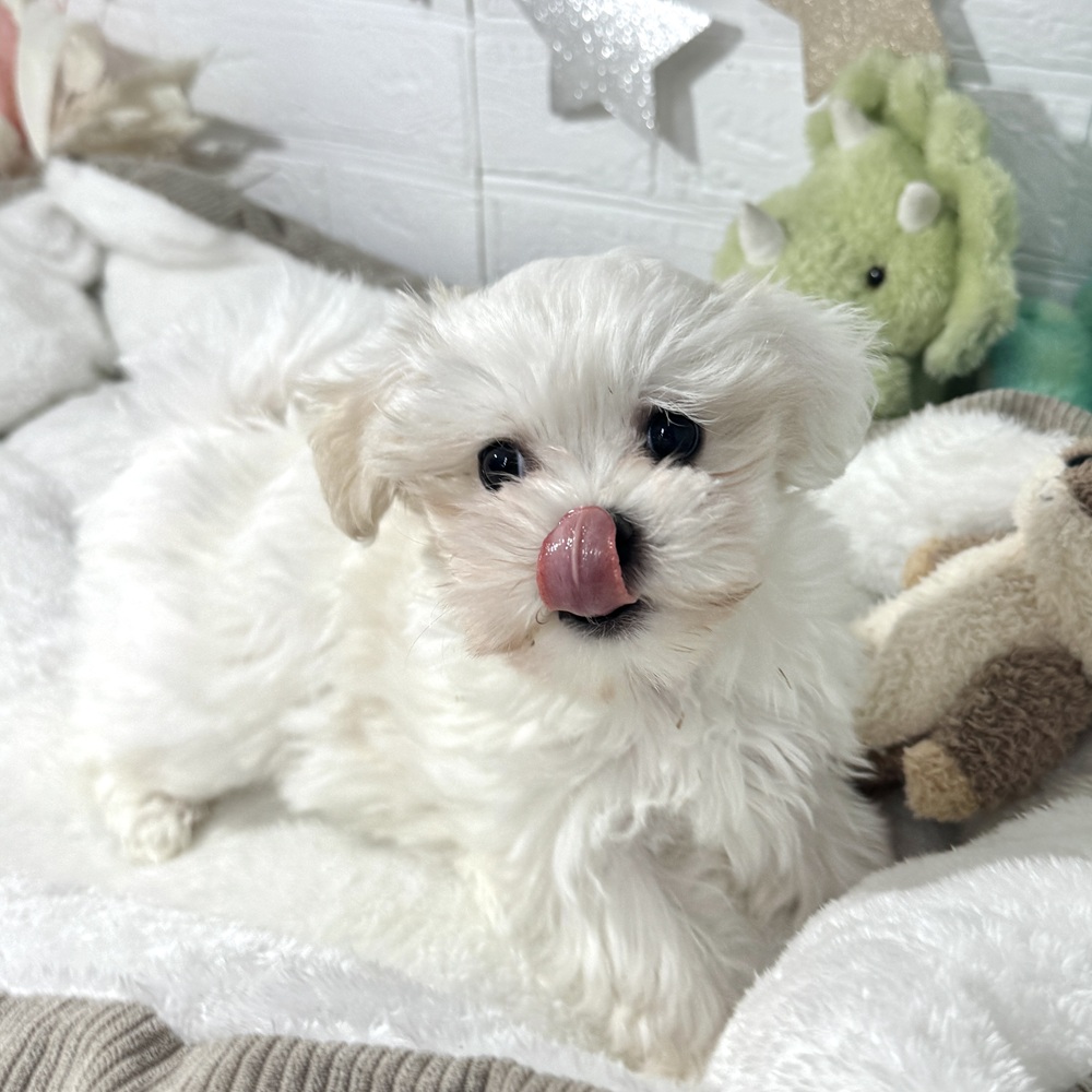 兵庫県のマルチーズ (犬の家＆猫の里ニッケパークタウン加古川店/2026年2月4日生まれ/女の子/ホワイト)の子犬の4枚目の画像