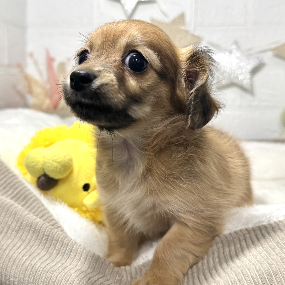 兵庫県のチワックス(チワワ×ダックス) (犬の家＆猫の里ニッケパークタウン加古川店/2026年2月3日生まれ/女の子/シェーデットレッド)の子犬の4枚目の画像