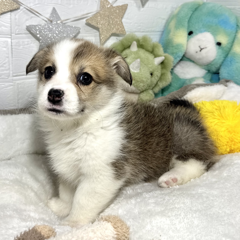 兵庫県のウェルシュコーギーペンブローク (犬の家＆猫の里ニッケパークタウン加古川店/2026年2月5日生まれ/女の子/セーブルホワイト)の子犬の4枚目の画像