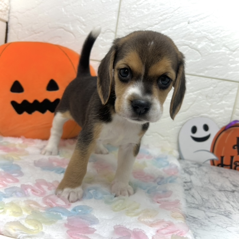 兵庫県のビーグル (犬の家＆猫の里ゆめタウン姫路店/2025年8月7日生まれ/女の子/ブラックタンホワイト)の子犬の4枚目の画像