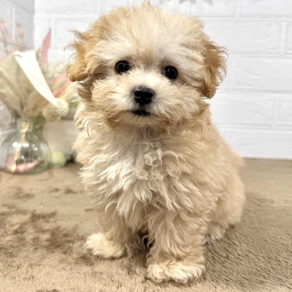 兵庫県のマルプー(マルチーズ×プードル) (犬の家＆猫の里ニッケパークタウン加古川店/2025年7月15日生まれ/女の子/クリーム)の子犬の4枚目の画像