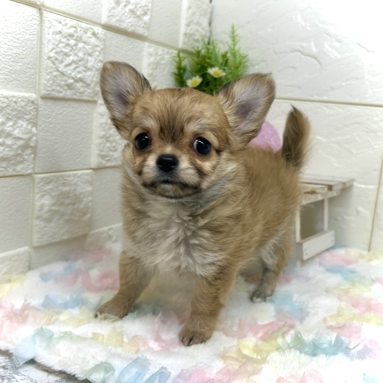 兵庫県のチワワ(ロング) (犬の家＆猫の里ゆめタウン姫路店/2025年10月1日生まれ/女の子/レッド)の子犬の4枚目の画像