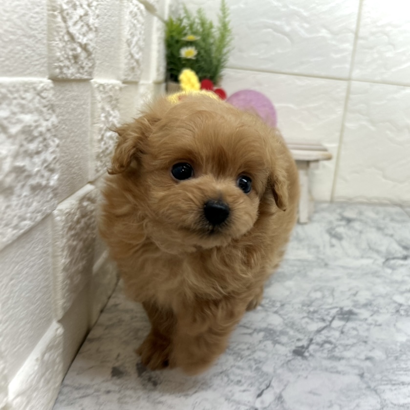 兵庫県のポメプー(ポメラニアン×プードル) (犬の家＆猫の里ゆめタウン姫路店/2025年5月20日生まれ/男の子/アプリコット)の子犬の4枚目の画像