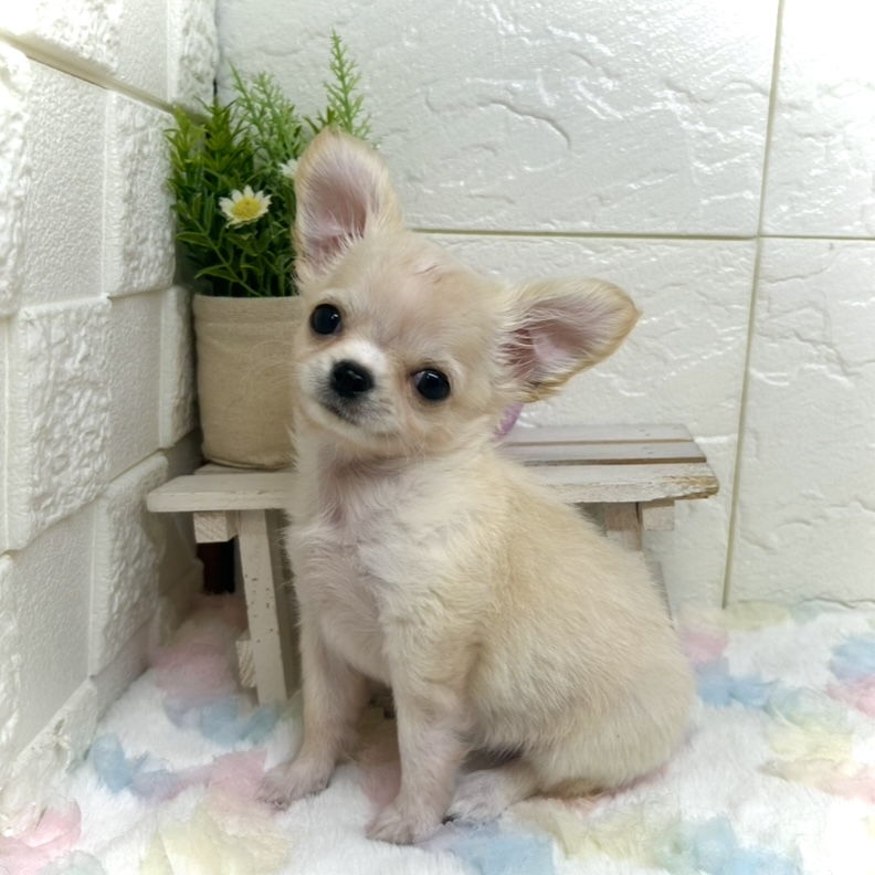 チワワ（ロング）女の子の写真