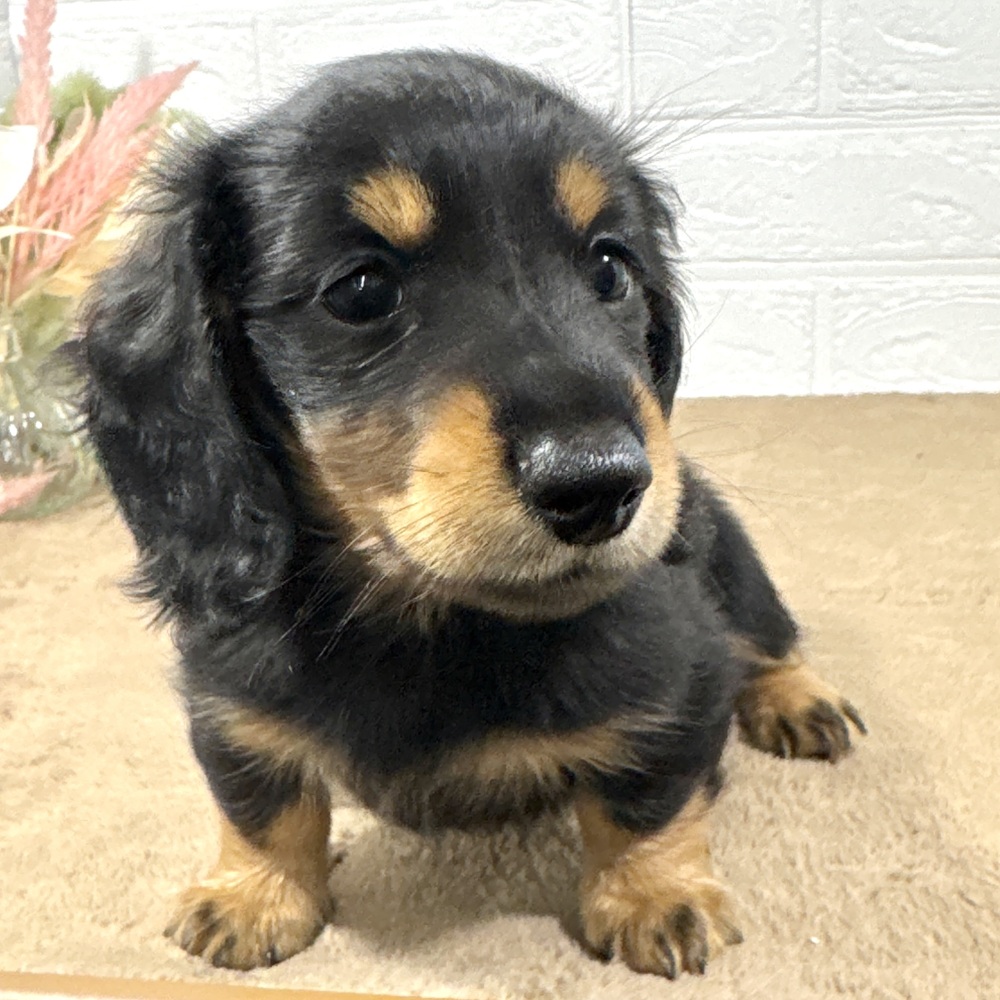 兵庫県のミニチュアダックスフンド(ロング) (犬の家＆猫の里ニッケパークタウン加古川店/2025年7月14日生まれ/女の子/ブラックタン)の子犬の4枚目の画像