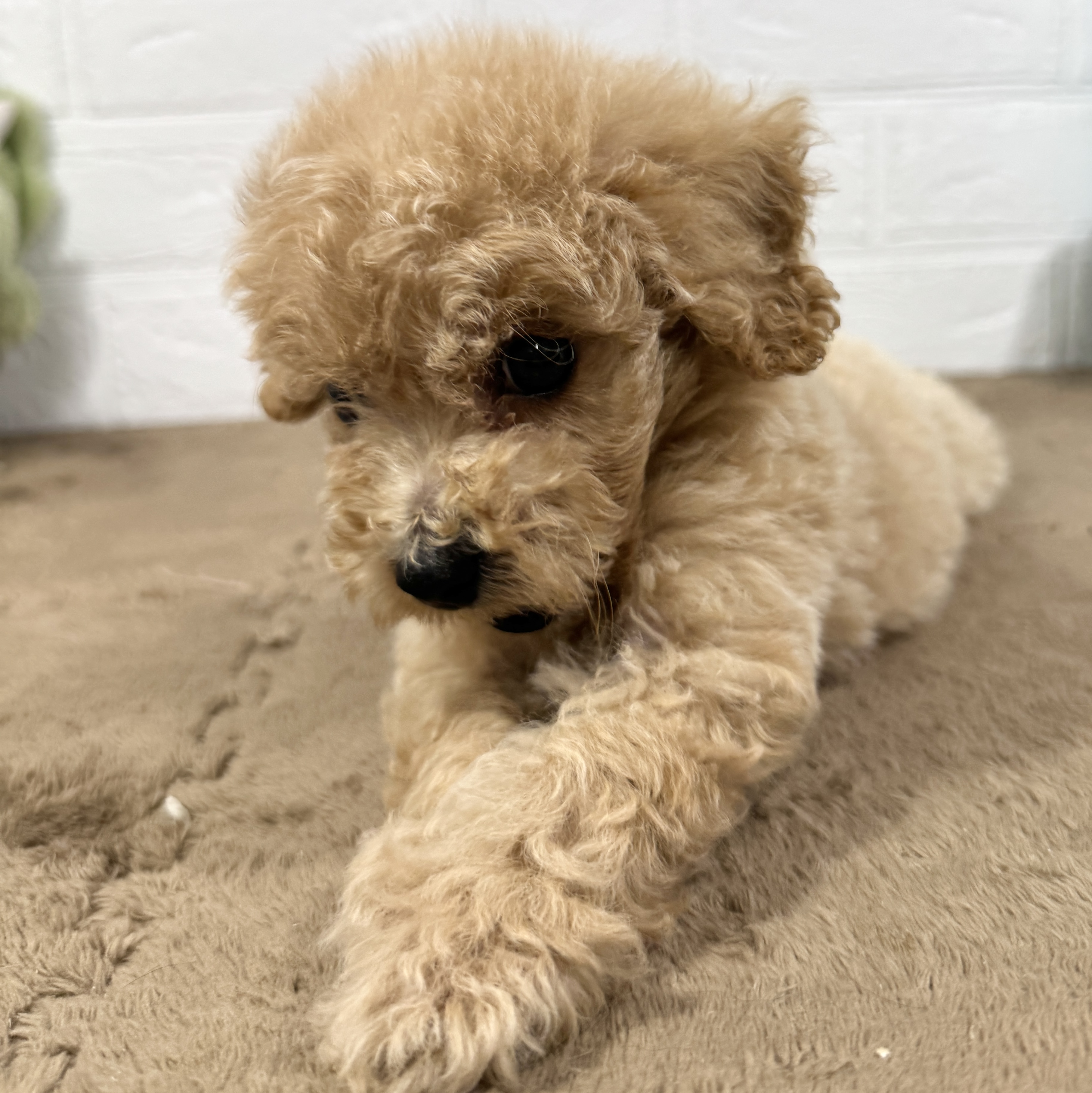 兵庫県のビションプー(ビションフリーゼ×プードル) (犬の家＆猫の里ニッケパークタウン加古川店/2025年7月17日生まれ/男の子/アプリコット)の子犬の4枚目の画像