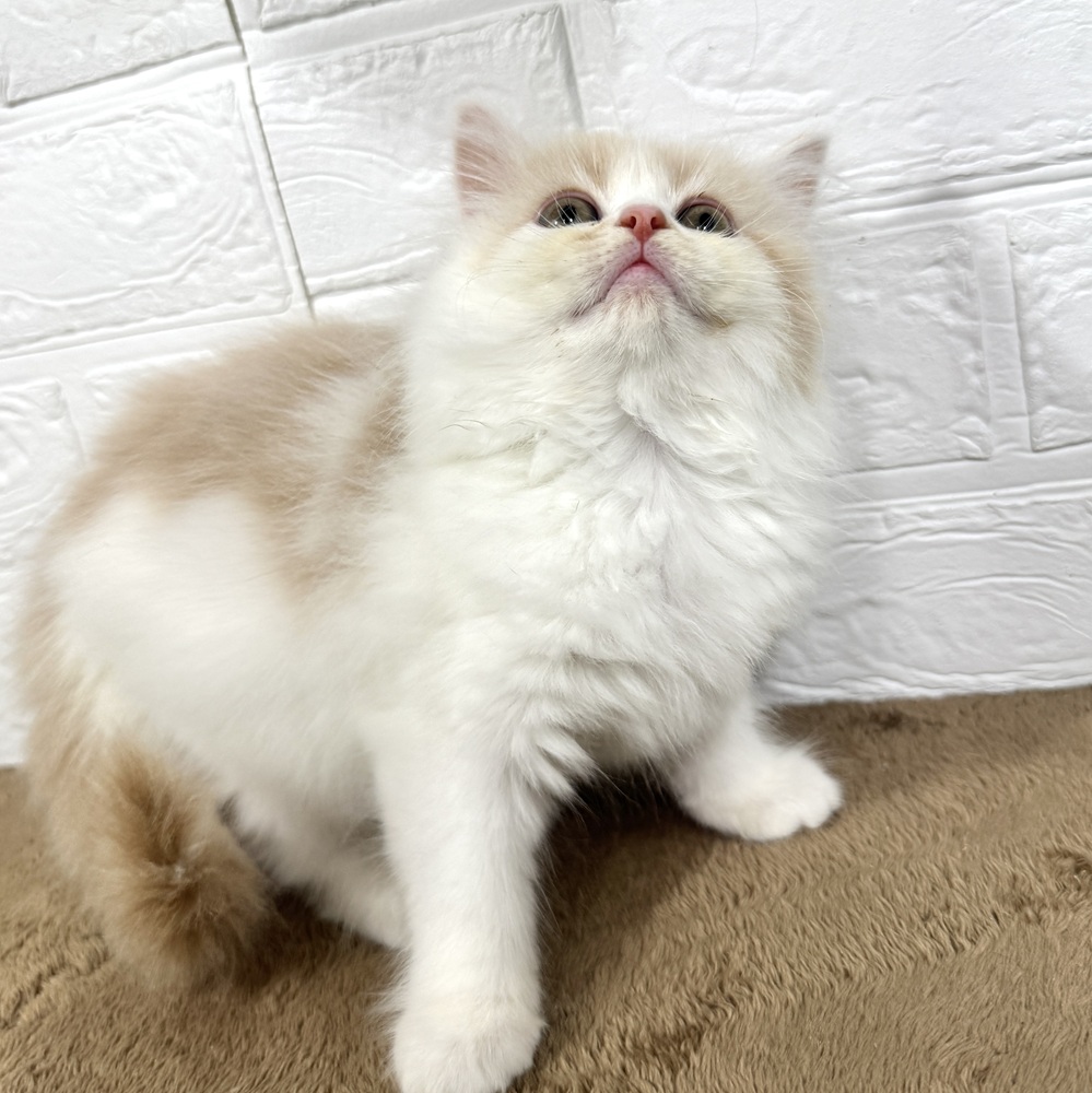 兵庫県のサイベリアン (犬の家＆猫の里ニッケパークタウン加古川店/2025年7月16日生まれ/女の子/クリームホワイト)の子猫の4枚目の画像