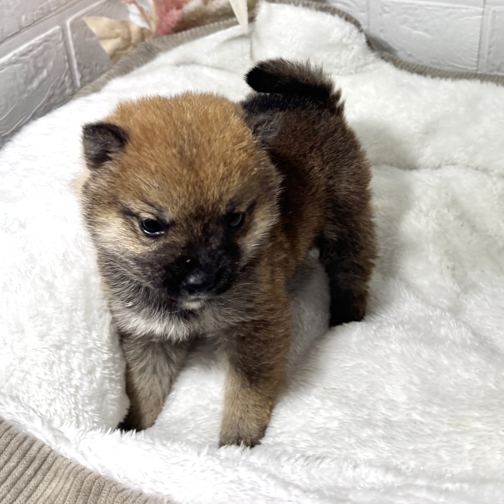 兵庫県の豆柴 (犬の家＆猫の里ニッケパークタウン加古川店/2026年2月8日生まれ/女の子/赤)の子犬の4枚目の画像