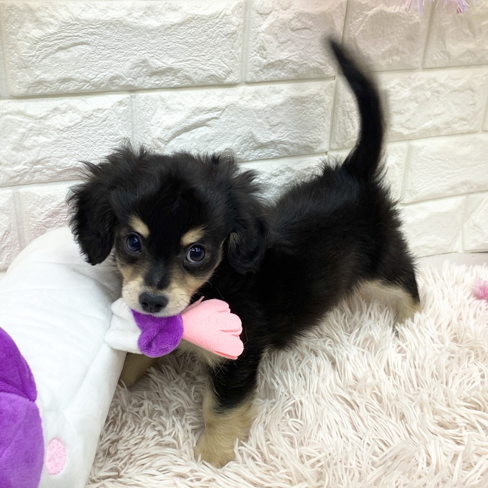 愛知県のチワックス(チワワ×ダックス) (犬の家＆猫の里MEGAドン・キホーテ東海名和店/2025年6月7日生まれ/女の子/ブラックタン)の子犬の1枚目の画像