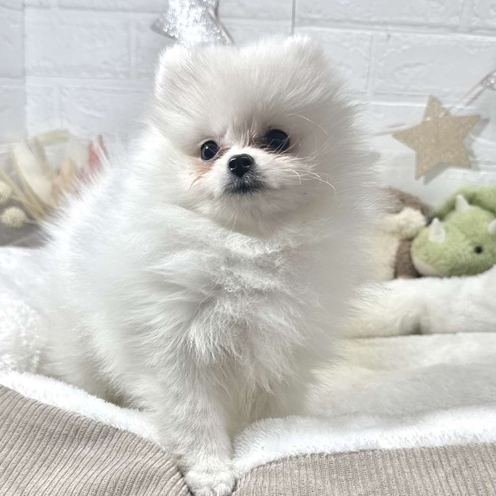 兵庫県のポメラニアン (犬の家＆猫の里ニッケパークタウン加古川店/2026年2月9日生まれ/女の子/クリーム)の子犬の4枚目の画像